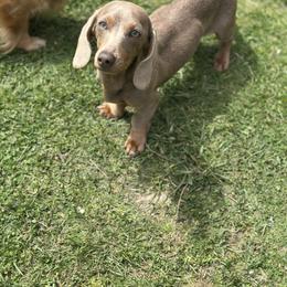 BabyDog - Dachshund