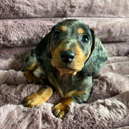 Cove - Dapple male Dachshund puppy in Ocala, Florida from Weenie Boops