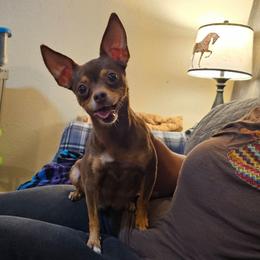 Stella - Chihuahua
