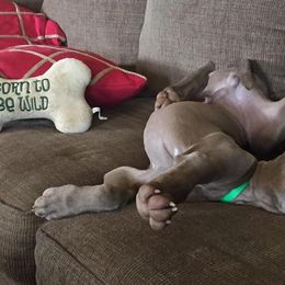 Weimaraner Puppies from Brymar Weimaraners