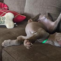 Weimaraner Puppies from Brymar Weimaraners