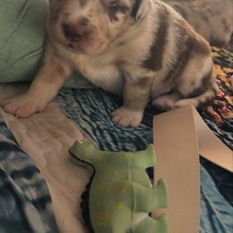 Miniature Australian Shepherd Puppies from Smushy Pups