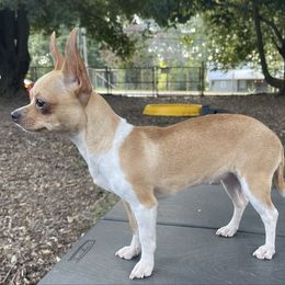 Chihuahua puppies from Wicked Envy Chihuahuas