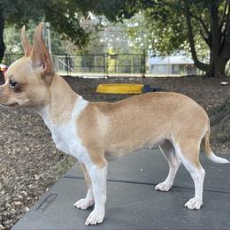 Chihuahua puppies from Wicked Envy Chihuahuas