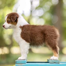 Red Tri Female - Red tri-color female Australian Shepherd puppy in Elkton, Tennessee from Riverlook Australian Shepherds