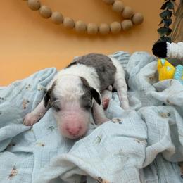 Donnie - Merle male Sheepadoodle puppy in Willacoochee, Georgia from Kitandkboodle's Doodles