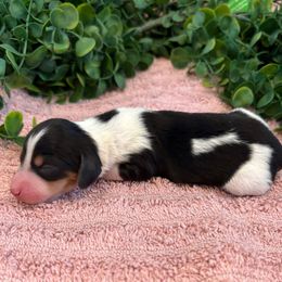 Mochi - Piebald female Dachshund puppy in Corona, California from M & M Doxies