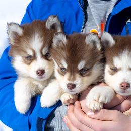 Pomsky Puppies from Foxfire Arctic Spitz