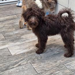 Almond - Brown and white female Aussiedoodle puppy in Lithia, Florida from Waterford Doodle Farm