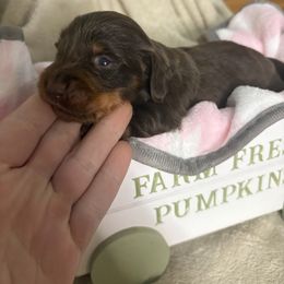 Cali - Chocolate and tan female Dachshund puppy in Richwood, West Virginia from Wild and Wonderful Wieners
