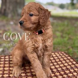 Mr. Cove - Parti male Goldendoodle puppy in Pensacola, Florida from Ruby Pupper Doodles
