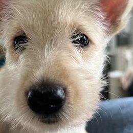 Girl 1 - Scottish Terrier puppy in Wading River, New York from Kane Scottish Terriers