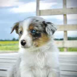 Australian Shepherd Puppies from Real McCoy Australian Shepherds