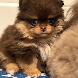 Fletcher - Chocolate and tan male Pomeranian puppy in Newport Beach, California from Exotic City Pomeranians and chihuahuas