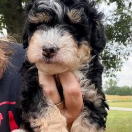 Black tri male - Tri-color male Bernedoodle puppy in Lincoln, Nebraska from GRand Doodles
