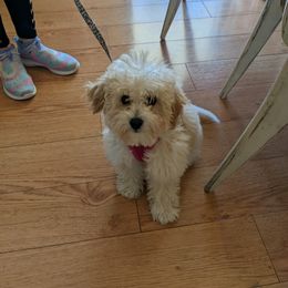 Assorted Doodle Crosses, Bernedoodle, Cockapoo, Labradoodle, and Sheepadoodle Puppies from Greenview Puppies