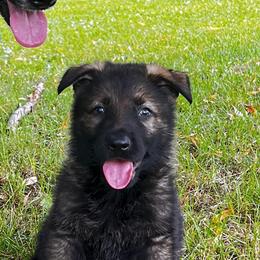 Black sable boy - Sable male German Shepherd puppy in Dresser, Wisconsin from Kleiner Bach German Shepherds