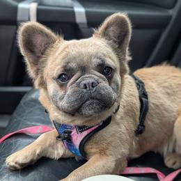 Nova - French Bulldog