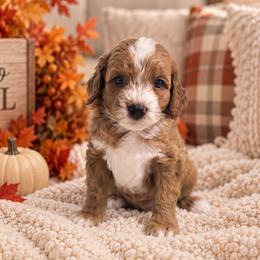 Ridge - Red  male Goldendoodle puppy in Floyd, Virginia from Hearts and Paws Poodles and Doodles