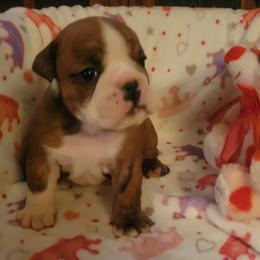Flossy - Red brindle female Bulldog puppy in Missoula, Montana from Dazzle's Bulldogs