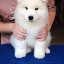 Samoyed Puppies from Rocking S Farm