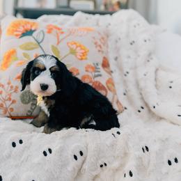 Cinnamon - Tri-color male Bernedoodle puppy in Murray, Utah from Sun Valley Doodles
