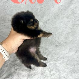Black and tan - Black and tan female Pomeranian puppy in Westminster, Colorado from VanityPom’s