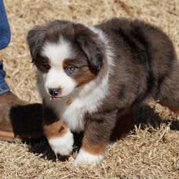 Blue Merle 1 - Blue merle male Miniature Australian Shepherd puppy in Lawton, Oklahoma from Lindsey’s Aussies