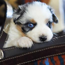 Star Crunch - Blue merle female Australian Shepherd puppy in Paola, Kansas from Tiz Ranch