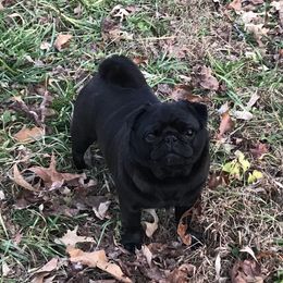 Luvs - Pug