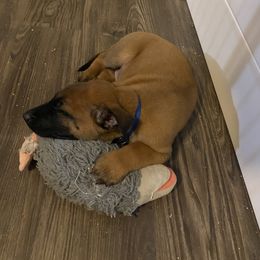 Boy 3 - male Belgian Malinois puppy in Woodway, Texas from New Beginning Belgians