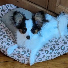 Bonnie - White black and tan female Papillon puppy in Blythewood, South Carolina from Southern Peach