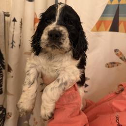 Denali - Black and white male English Springer Spaniel puppy in Huntingdon, Pennsylvania from Indian Creek Springers and Doxies