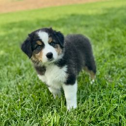 Lilac - Black tri-color female Australian Shepherd puppy in Ephrata, Pennsylvania from Weavers Indian Run Aussies