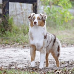 Australian Shepherd Puppies from Steadfast Australian Shepherds