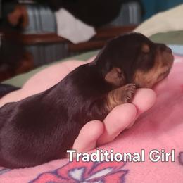 Girl 1 - Black and tan female Yorkshire Terrier puppy in Adams, North Dakota from Mathiasons Little Barkers