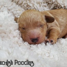 Poodle Puppies from Anna-Ash Poodles
