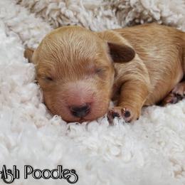 Poodle Puppies from Anna-Ash Poodles