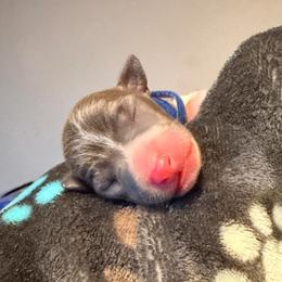 Blueberry - White and blue female Italian Greyhound puppy in Cibolo, Texas from A-Team Italian Greyhounds