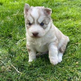 Karly - Sable and white female Siberian Husky puppy in Elkin, North Carolina from Blue Ridge Shadow Huskies