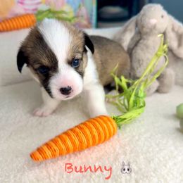 Bunny - Sable Pembroke Welsh Corgi puppy in Salisbury, Maryland from Coastal Corgis