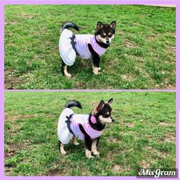 French Bulldog and Pomsky Puppies from Ba's Designer Puppies