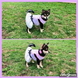 French Bulldog and Pomsky Puppies from Ba's Designer Puppies