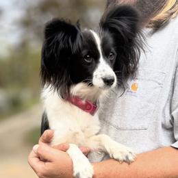 Sally - Papillon
