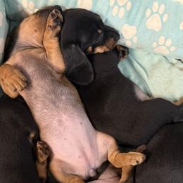 Dachshunds from The Southern Sasuage Co