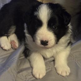 Belgian Malinois, Border Collie, and German Shepherd Puppies from Fairlane Kennels