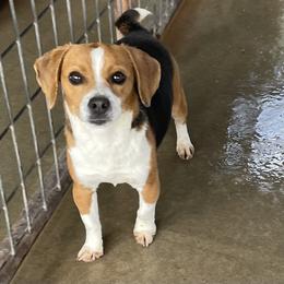 Little Joe - Beagle