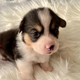 American Corgi and Pembroke Welsh Corgi Puppies from Folly Acres Corgis