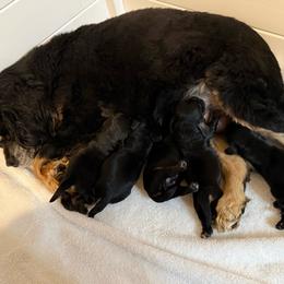 Baby girl number one - Black and tan female Cocker Spaniel puppy in Renton, Washington from Cam’s Cockers