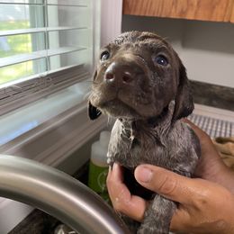 Pink Girl - Liver roan German Shorthaired Pointer puppy in South Carolina from One Shot Shorthairs